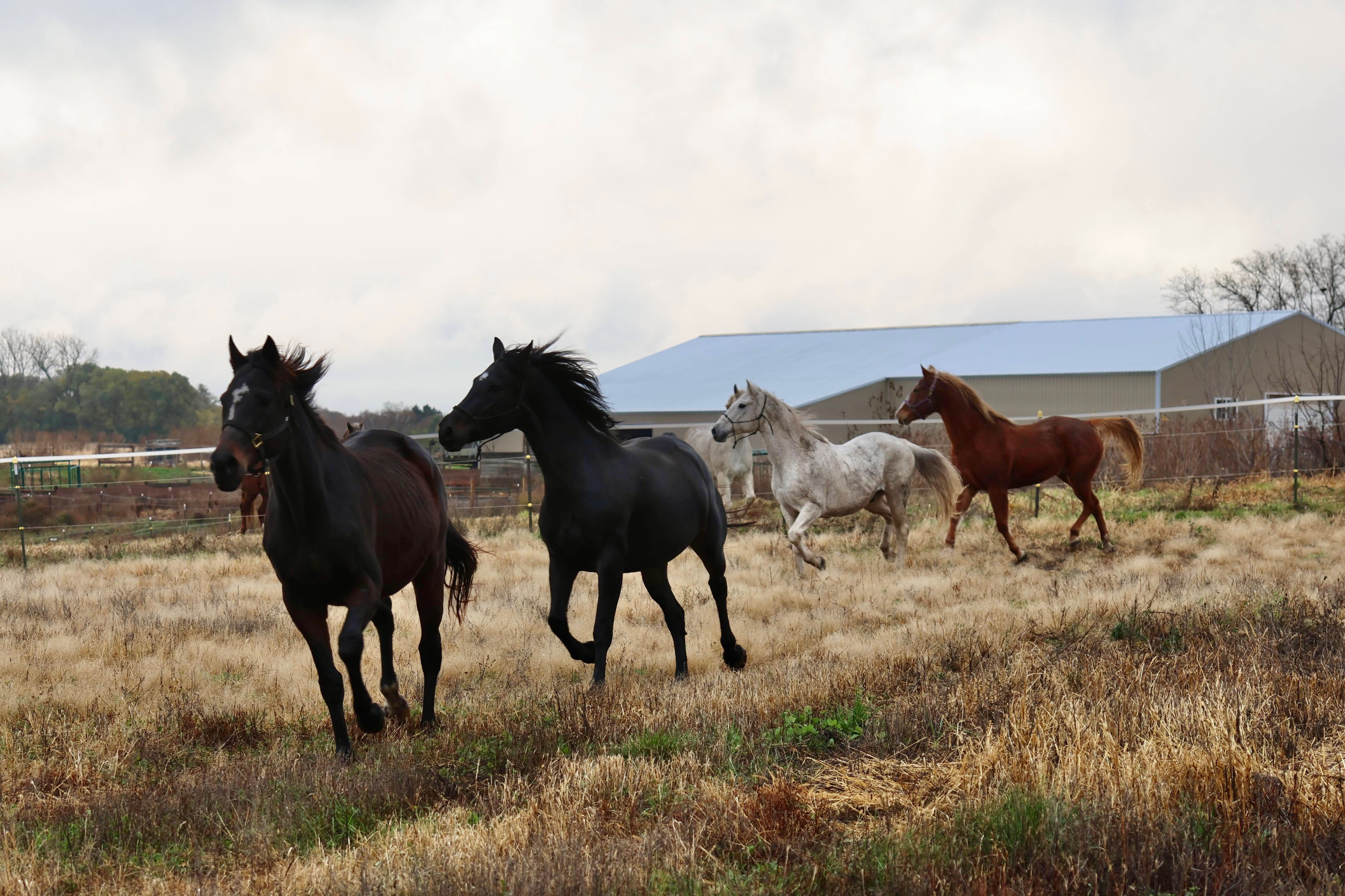 Drone view of EverRain Stables’ barns, riding arenas, and pastures visible from the highway in Rosemount, MN